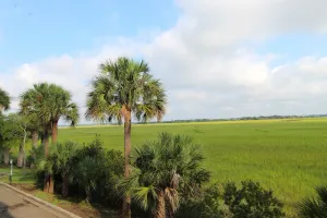 Image of Marsh Nest