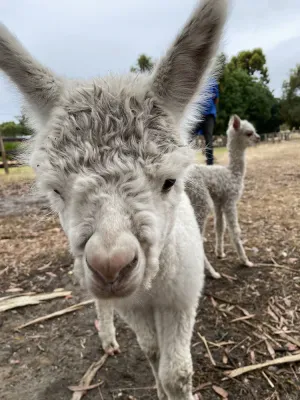 Image of Farm stay with alpacas at your doorstep