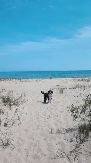 Image of Lakefront Retreat: Escape to a SANDY Pet Friendly private Lake Huron Beach!