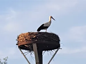 Image of Fewo Storchennest