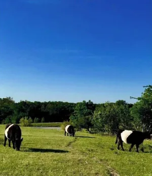 Image of Life on the Ridge, 51 acres of Ranch Living.