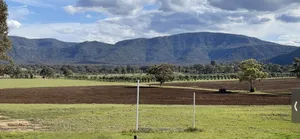 Image of Pleasant and quiet hunter valley olive tree farm stay