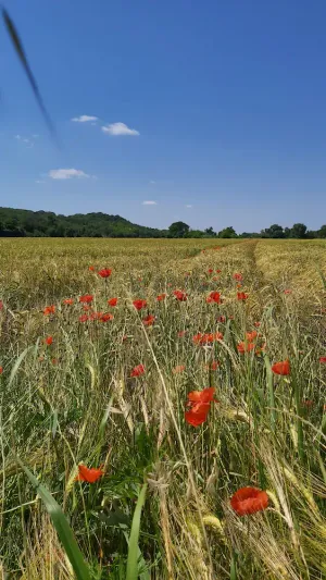 Image of Spacious stone built gite with stunning views of the Cevennes