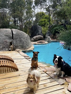 Image of A Paradise for Dogs and a Magical Place for Humans