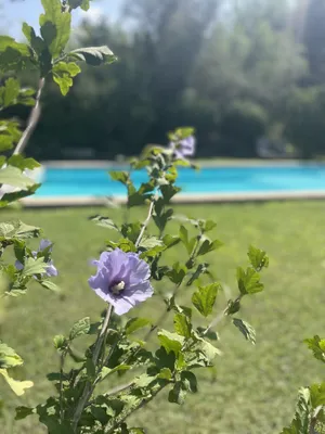 Image of Mas de Charme Dans les Alpilles Avec Piscine, Belles Prestations
