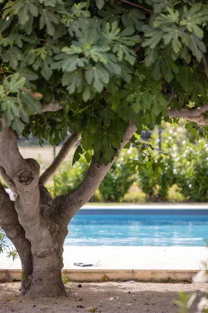 Image of Farmhouse fully renovated in provence - Superb swimming pool 9m X 9m