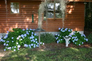 Image of Gran's House-peaceful and historic country setting