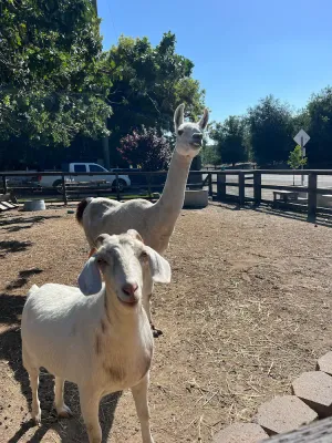 Image of Close to downtown, with a llama and alpaca on the property