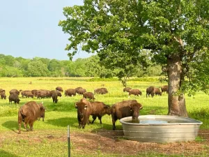 Image of Home on the Range ~ An escape to wildlife in Aggieland!