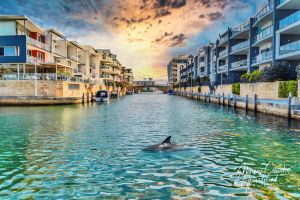 Image of Dolphins At Your Balcony ⎈ Waterfront  Home ~ Dolphin Quay