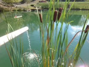 Image of BIG D's POND & North Branch of the Potomac river Camping.