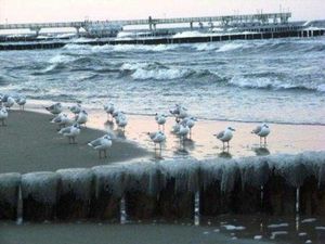 Image of Sea Eagle 223 - Holiday Park Streckelsberg * 10 min. To the Baltic Sea beach *