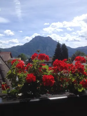 Image of Apartment 2 with balcony Traunsteinblick