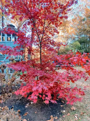 Image of Nature House  Water View Large Deck 2 story  Gazebo 2 bed 2 bath