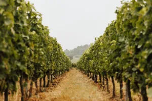 Image of INVINDIA Vineyard Cottage, in the heart of Saint-Émilion vineyards