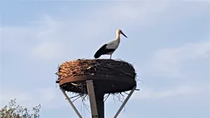 Image of Fewo Storchennest