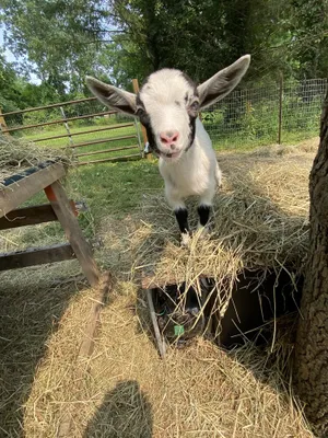 Image of Goat Crazy Homestead