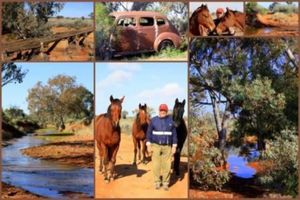 Image of Gum Paddock Country Cottage