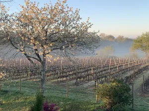 Image of Gite in an old wine estate in the quiet of the vineyards
