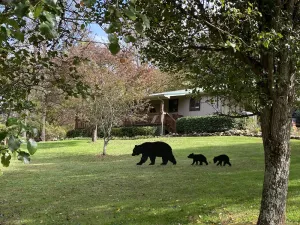 Image of Hidden Haven - Your secluded Mountain Sanctuary - Pet Friendly