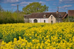 Image of peaceful farmhouse surrounded by fields and woods, renovated comfort