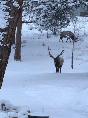 Image of Charming Updated Rustic Cabin. Excellent Location Close to Town and RMNP!