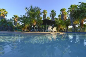 Image of Desert Palms Alice Springs