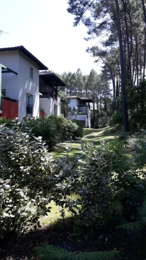 Image of Quiet apartment surrounded by pine trees