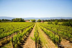 Image of Vineyard Home for the Art Lover