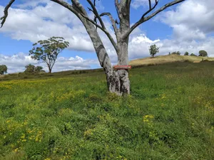 Image of Firetail Cottage in the secluded Capertee Valley