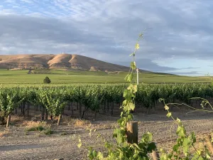 Image of Amidst the vines @ Ambassador House