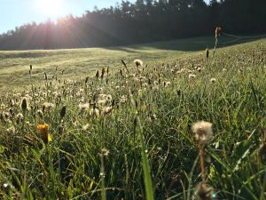 Image of Play of light in the green - modern tranquillity