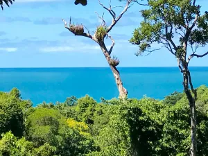 Image of Daintree Magic Holiday House