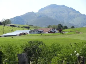 Image of Pena plata