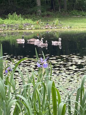 Image of Panoramic water views. Floor to ceiling glass .Live amongst nature