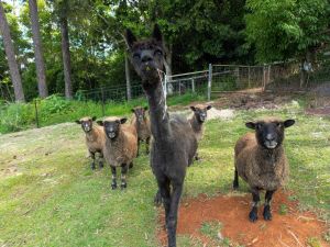 Image of Serendipity Farm - If Peace and Tranquillity Are What You’re Dreaming of, This Property is Ideal