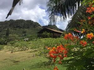 Image of Smokie Acre Blossoms - North Shore Oahu, Sunset Beach