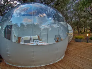 Image of An unusual bubble in the middle of a charming little forest.