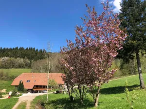 Image of Langmichelhof - Apartment 32sqm, 1 living room \/ bedroom