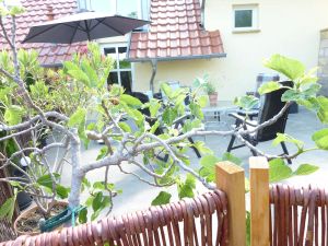 Image of Apartment \"Stadtoase\" in the center of Neustadt an der Weinstrasse
