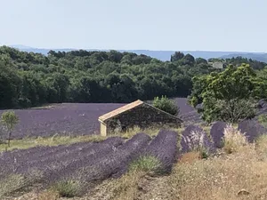 Image of Quiet little cottage in the middle of lavender fields