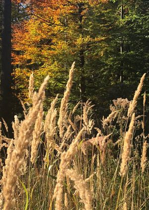 Image of Apartment am Wildbach - Radeln, Wandern, Natur, Urlaub mit Hund