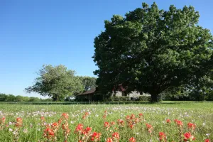 Image of Beautiful, Peaceful, family-friendly Countryside Home near Austin TX,  ACL, COTA