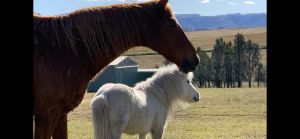 Image of Castle Rock Farm Stay and Ride!!!