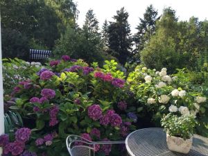 Image of Lovingly furnished 5* apartment (120sqm) - most beautiful natural landscape of Leiwen