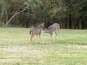 Image of En-Deer-ing Pet Friendly Retreat 🐕