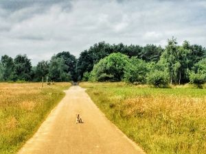 Image of Relaxation in the beautiful Lüneburg Heath - beautiful half-timbered house