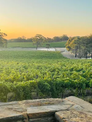 Image of 100 acres of Vineyard Perfection.