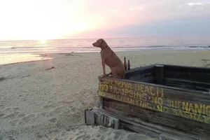 Image of WildWoof Beach Bungalow