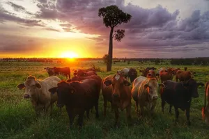 Image of Myella Farmstay